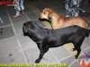 carnaval_comunitariod-183