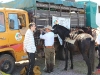 cavalgada_saojorge-119