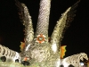 estadomaiordarestinga_carnaval2014p-27